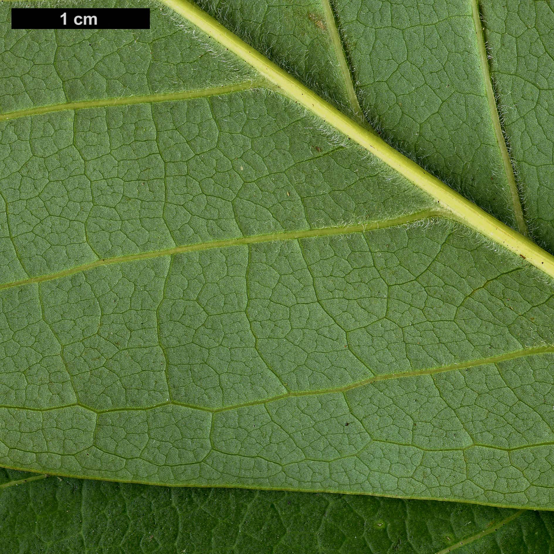 High resolution image: Family: Magnoliaceae - Genus: Magnolia - Taxon: sprengeri - SpeciesSub: var. sprengeri